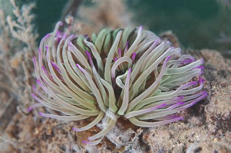  Anemonas de Mar: ¿Un Festín Inesperado Bajo el Azul Profundo?  Estas criaturas fascinantes, con su belleza singular y comportamiento único, son un ejemplo perfecto de la diversidad que alberga el mundo submarino. 