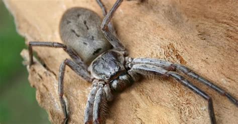  Araña Cazadora: ¿Conoces al Maestro del Arte Camuflaje y la Paciencia Infinita?