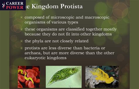  Dictyostelium! Un organismo unicelular que muestra lo increíble de la cooperación en el reino protista