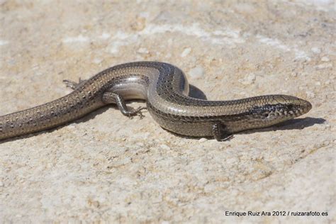 ¡Emparentado con las serpientes, pero con patas! ¿Descúbremos juntos los secretos del elegante lagarto esfenómorfo?