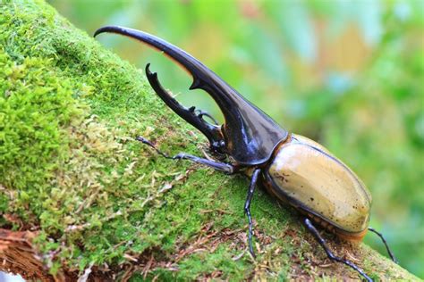  Escarabajo: ¡Un pequeño gigante del mundo subterráneo con un exoesqueleto brillante que lo protege de los peligros!