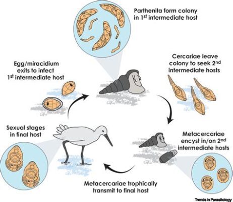  Exochordinium! Una larva trematoda con un ciclo de vida tan intrincado como delicioso