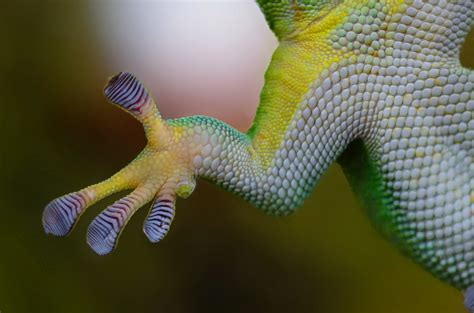  Gecko: Un animal silencioso que escala paredes con facilidad gracias a sus pies pegajosos