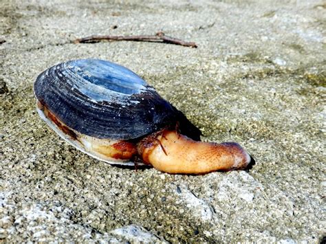  Geoduck: ¿Una concha gigante que vive enterrada en la arena?