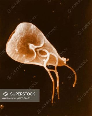  Giardia lamblia: ¡Un Parasito Microscópico Que Puede Causar Problemas Gastrointestinales Considerables!