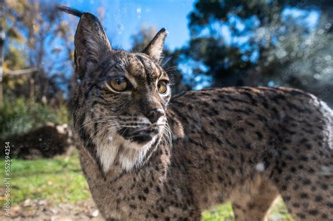  Iberian Lynx: ¿Un felino fantasma que se esconde entre las sombras de la península ibérica?