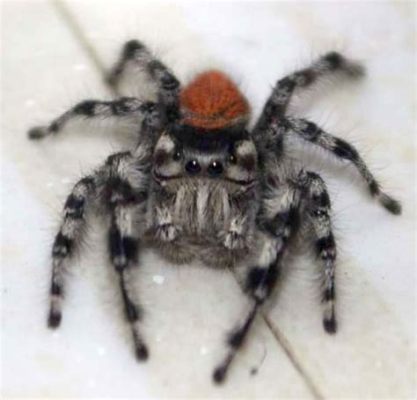  Jumping Spider: Unraveling the Mysteries of Eight-Eyed Hunters That Leap into the Unknown!