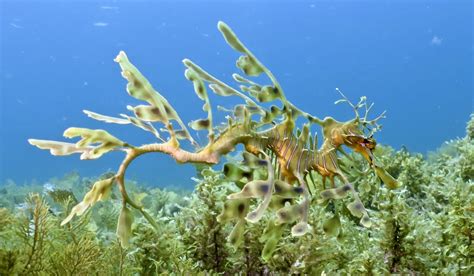  Leafy Seadragon: ¡Un Dragón de Hojas Disfrazado Entre la Flora Marina!