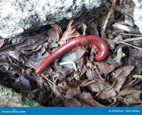  Lithobius ¡Un Maestro del Subsuelo que se Desliza por la Oscuridad con Mil Patas!