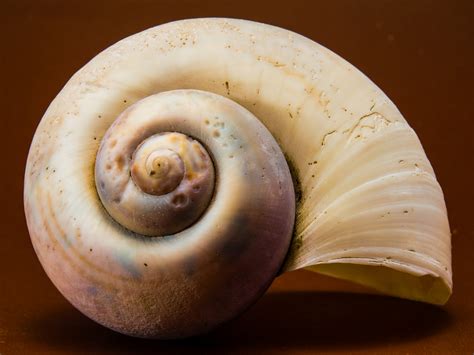  ¡Conoce al Velero, un Caracol Marino Que Navega por los Océanos con Estilo!