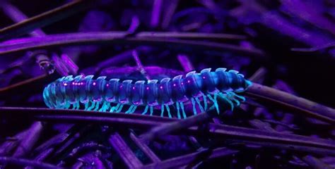  Millipede: ¿Un Pequeño Dragón de Mil Patas que Recorre la Oscuridad con una Inusitada Elegância?