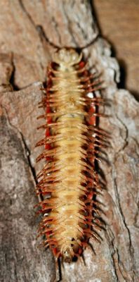  Notoriously Friendly: Meet the Notule Millipede, an Earthly Treasure Trove Hiding Beneath Your Feet!