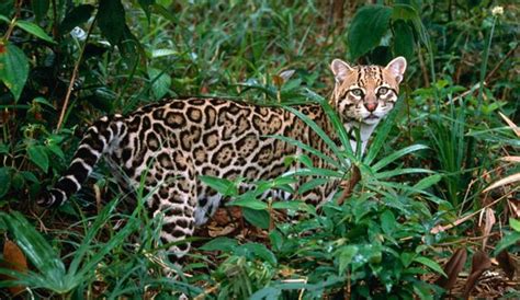  Ocelote: Un Felino Nocturno Con Manchas Irregulares Que Se Desliza Entre Las Sombras de la Selva Tropical