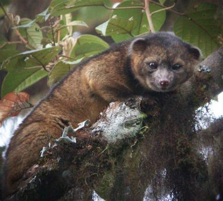  Olinguito: ¿Un cariñoso pariente del oso que vive en los árboles de la selva nubosa?