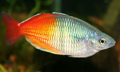  Rainbowfish: ¡Un pez de agua dulce que brilla con todos los colores del arcoíris!