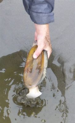  Razor Clam: ¡Descúbre el fascinante mundo de este molusco filtrador que habita en la arena!