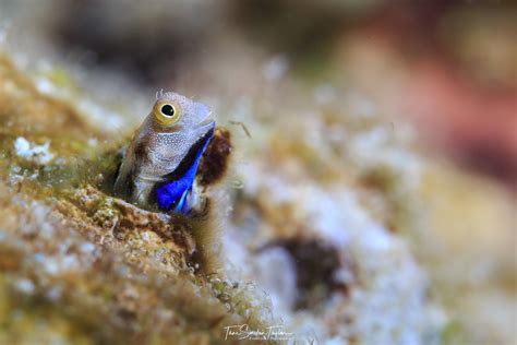  Reef-Dwelling Remipedes: Tiny Predators with an Appetite for Adventure!