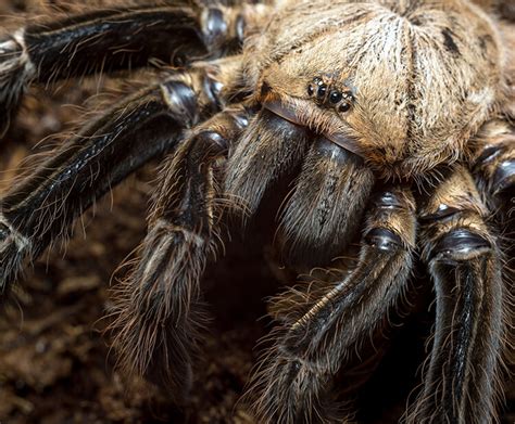  Tarantulas: Una Mirada Intensa a los Cazadores Nocturnos de Ocho Patas