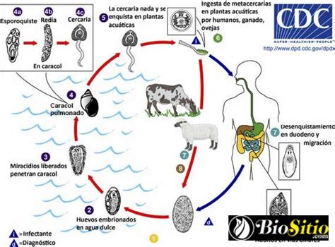  Trematodo Fasciola Hepatica: Un Gusano Trematódeo con un Apetito Insaciable por el Hígado