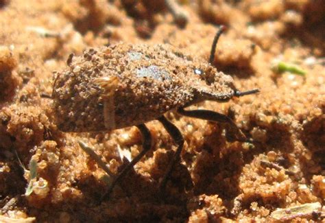  Tumbleweed Beetle: ¿Un maestro de camuflaje que se pasea por la pradera con su hogar a cuestas?