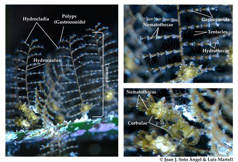  Udineopsis ¿Un Hidrozoo Invisible a Simple Vista? Descubriendo la Intrincada Vida de un Polípo con Células Luminosas