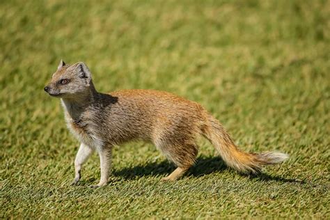  ¿Yellow Mongoose? Una mirada a la vida de este diminuto depredador furtivo con una mordida poderosa!