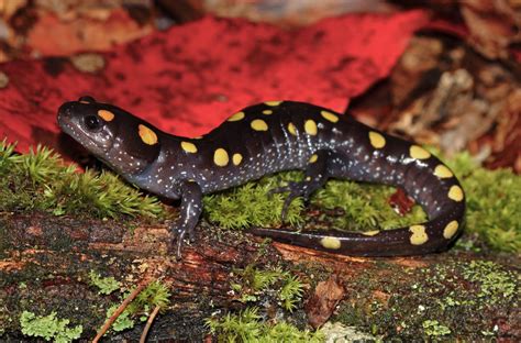  Yellow-Spotted Salamander: ¿Has visto alguna vez a un anfibio con una armadura de diamantes brillantes?