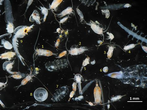  Zooplankton:  Descubriendo el fascinante ciclo de vida de estos diminutos depredadores marinos!